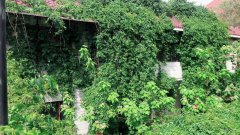 C5591米东区煤碳局附近农家小院出租