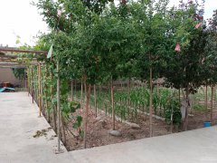 C5619养老院出租