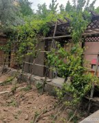 C5671自建房出租 昌吉市三工镇常胜村五组