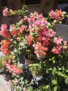 C6989黑龙江温州大厦后院独栋商业综合体