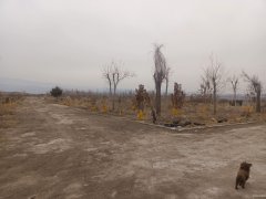 （成功案例）C7082米东区600亩地出租