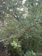 （成功案例）C7435昌吉厂房院子出租