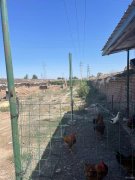 C7753昌吉大西渠玉唐村一片区两个大棚出租