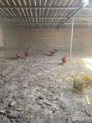 C7753昌吉大西渠玉唐村一片区两个大棚出租