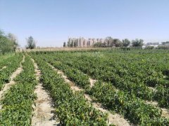 （成功案例）C8923安宁渠镇乌五公路附近农家乐出租