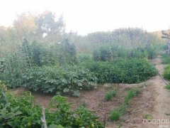 C8935位于昌吉市滨湖驾校附近农家院对外整体出让承包