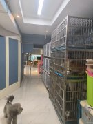 （成功案例）C9055开发区秦基大厦160平宠物店转让