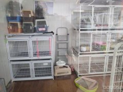 （成功案例）C9569时代广场红山路73号宠物店转让