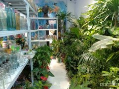 C11278位于五家渠市格里芬堡小区附近花店转让