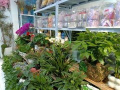 C11278位于五家渠市格里芬堡小区附近花店转让