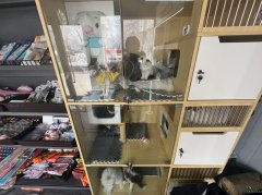 C11450八道湾振安街商圈宠物店转让