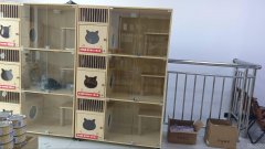 C11434昌吉市富友学府苑临街宠物店转让