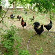 （成功案例）C13244昌吉市三工镇常胜村赛马场旁临街老马农