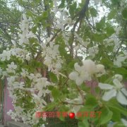 （成功案例）C13244昌吉市三工镇常胜村赛马场旁临街老马农