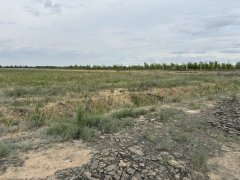 C13504昌吉市佃坝镇166亩优质土地低价出租