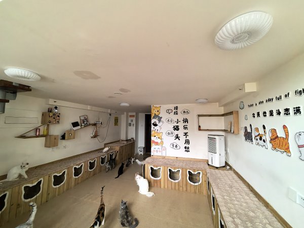 C13354经济开发区万创中心全新装修猫咖店转让 C13354经济开发区万创中心全新装修猫咖店转让