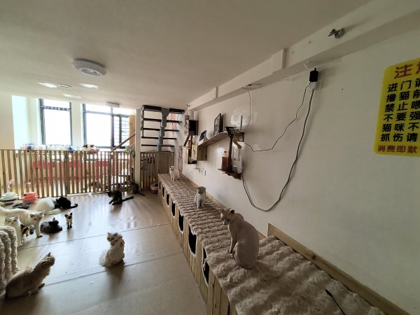 C13354经济开发区万创中心全新装修猫咖店转让 C13354经济开发区万创中心全新装修猫咖店转让