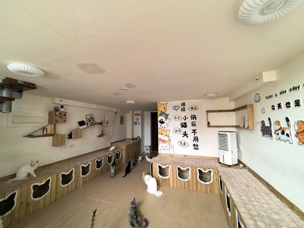 C13354经济开发区万创中心全新装修猫咖店转让 C13354经济开发区万创中心全新装修猫咖店转让