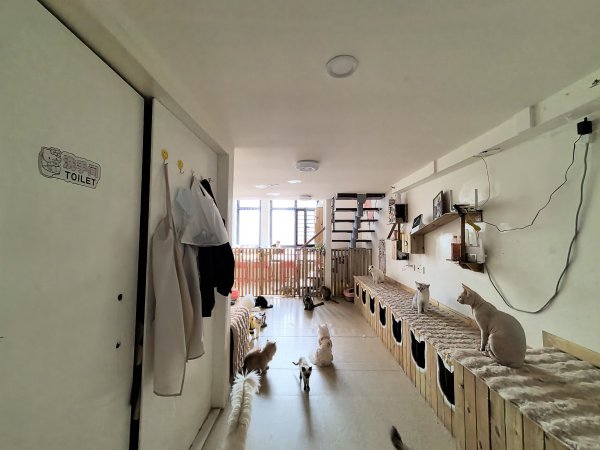 C13354经济开发区万创中心全新装修猫咖店转让 C13354经济开发区万创中心全新装修猫咖店转让