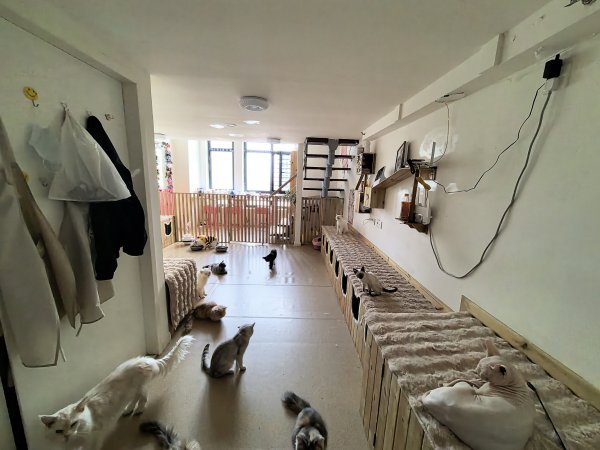 C13354经济开发区万创中心全新装修猫咖店转让 C13354经济开发区万创中心全新装修猫咖店转让