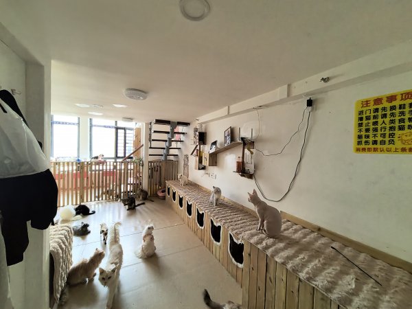C13354经济开发区万创中心全新装修猫咖店转让 C13354经济开发区万创中心全新装修猫咖店转让