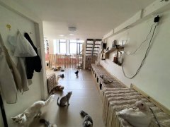 C13354经济开发区万创中心全新装修猫咖店转让