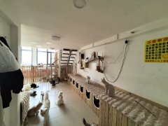 C13354经济开发区万创中心全新装修猫咖店转让